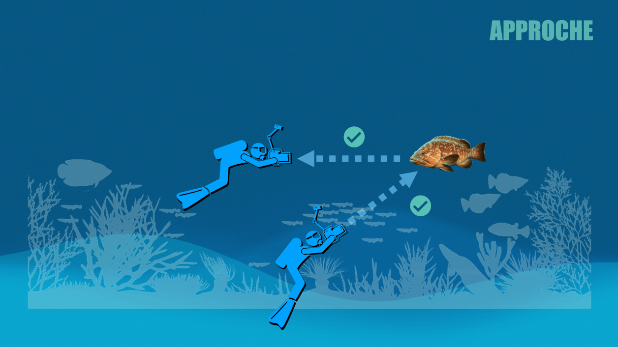 Approche de la faune