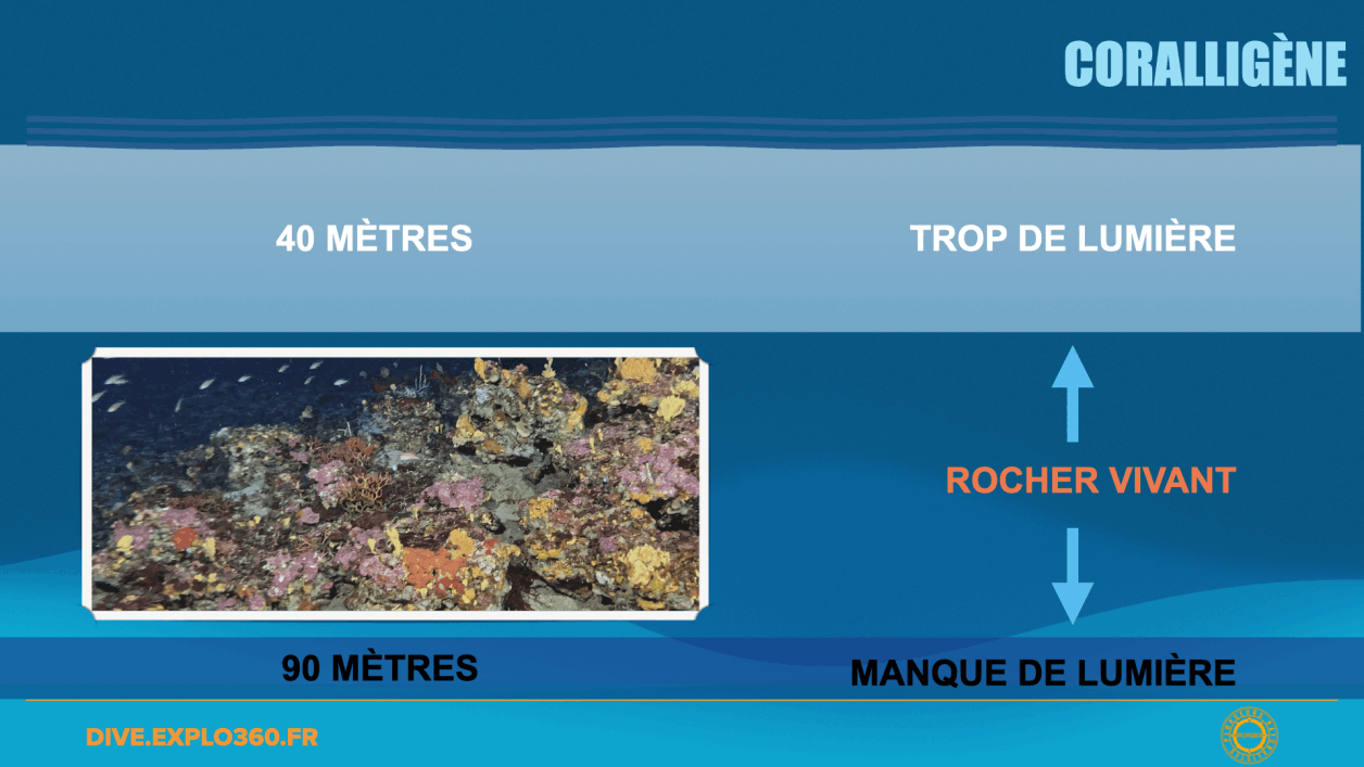 Le coralligène et ses habitants