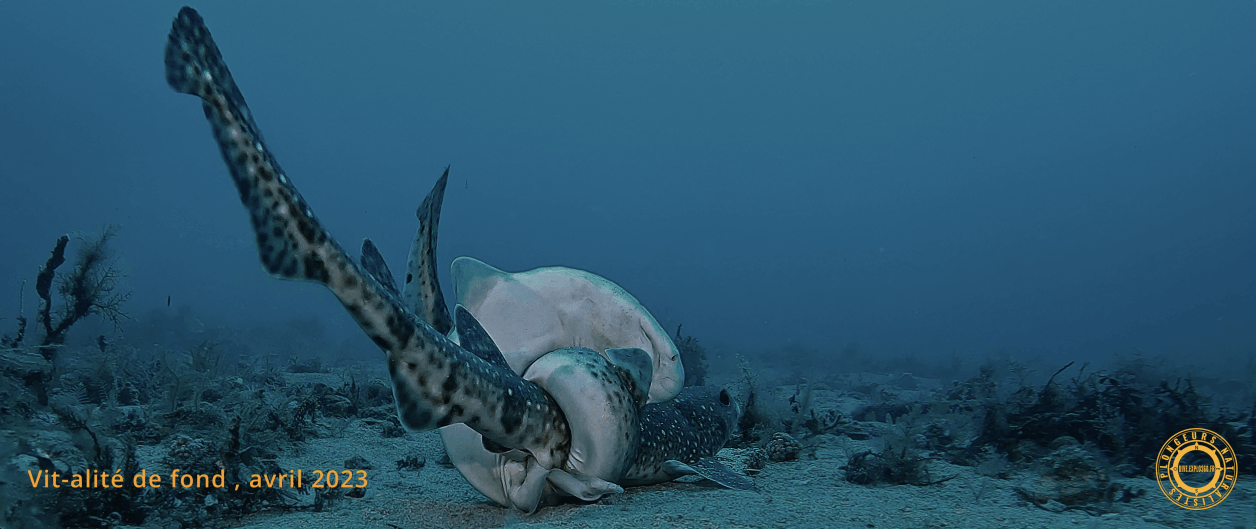 Scène de reproduction