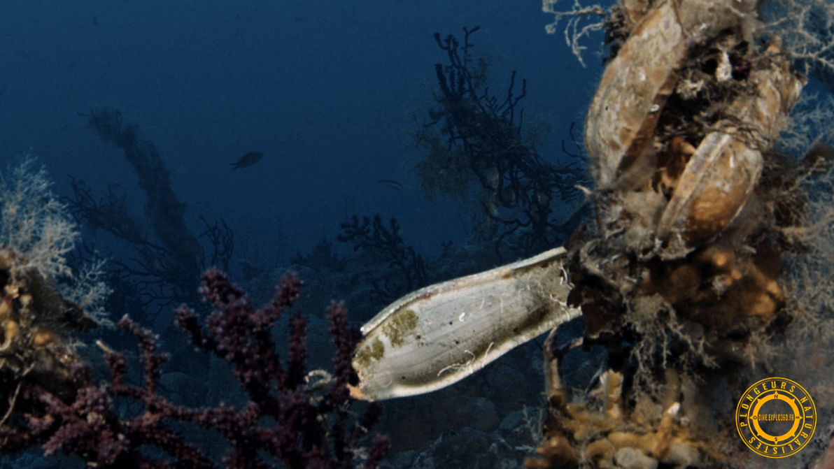 Accouplement de la roussette