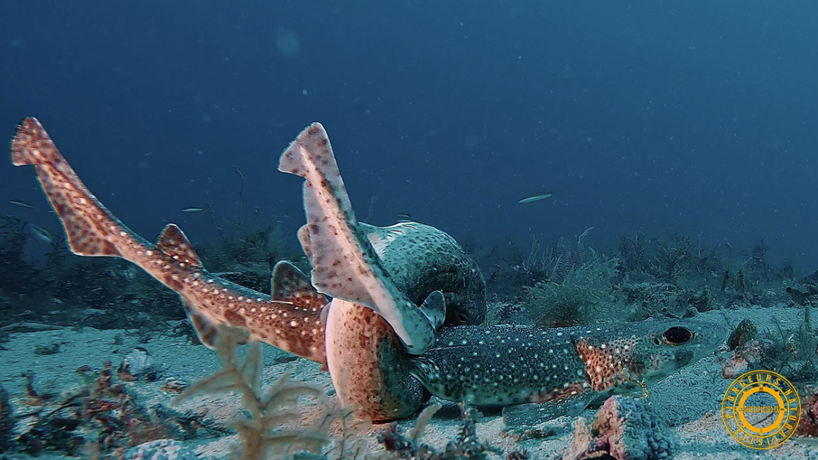 Accouplement de la roussette