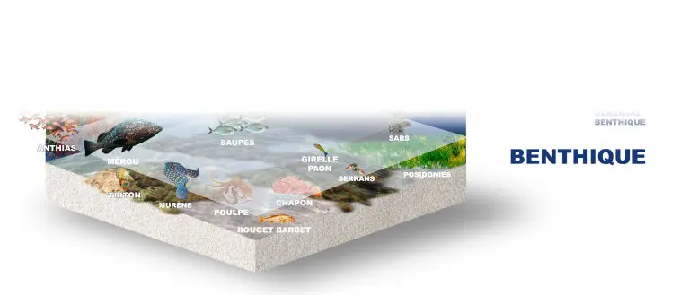 Benthique